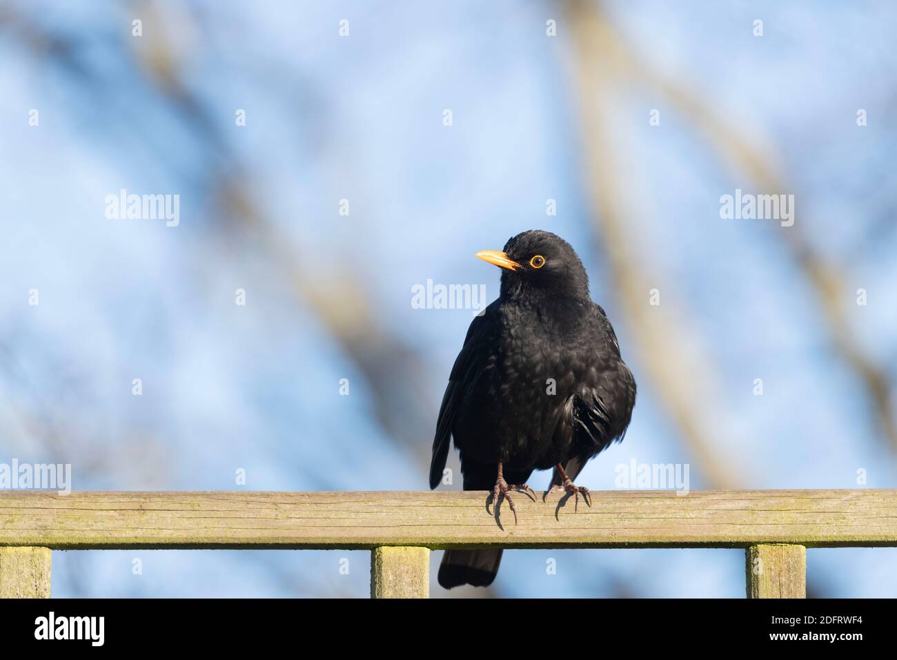 Eine Amsel (Turdus Merula) An einem sonnigen Tag an einem Trelliszaun gelegen Spätherbst / Frühwinter Stockfoto