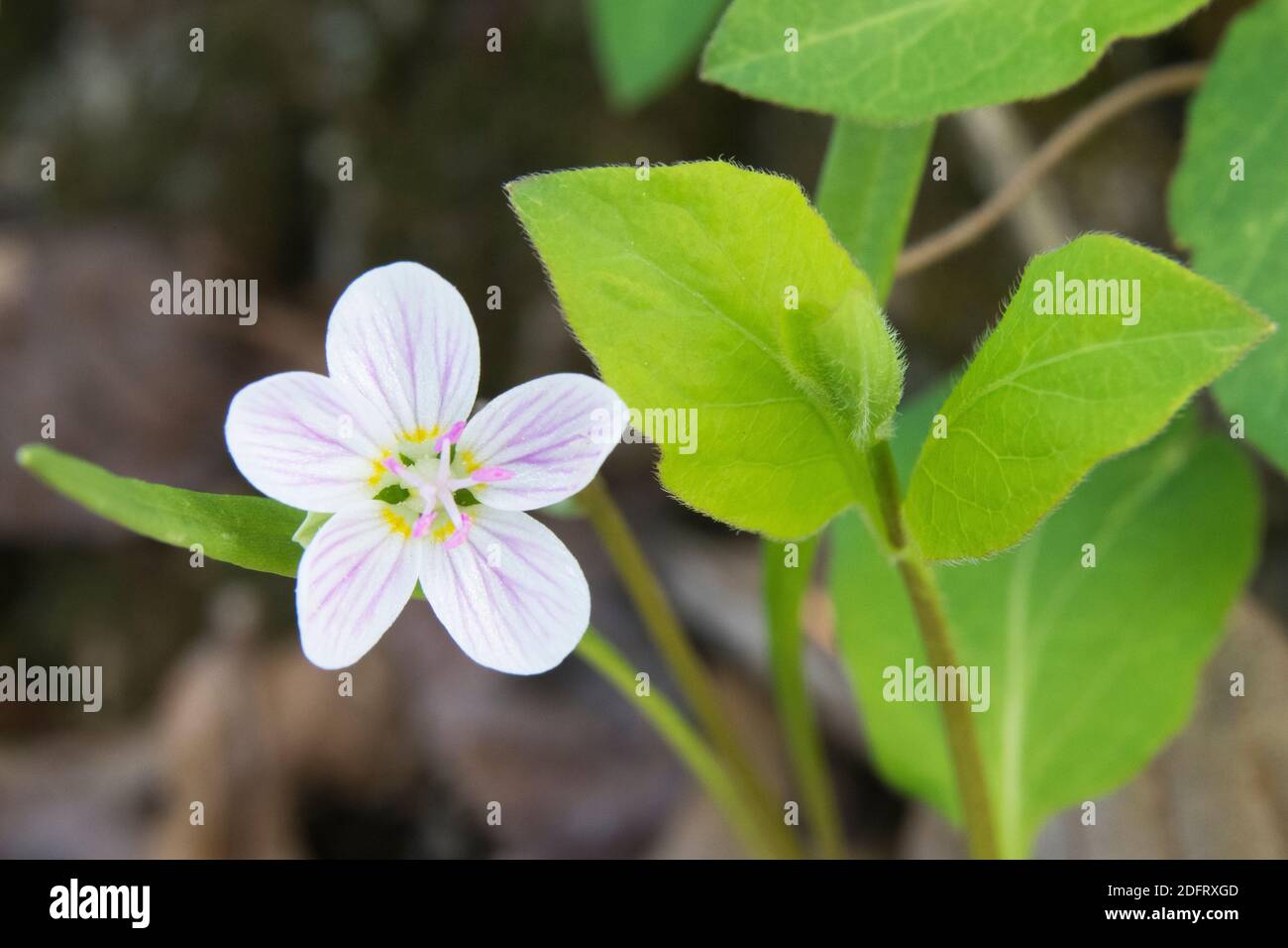 Frühling Schönheit, Claytonia virginica blüht auf dem Waldboden. Stockfoto