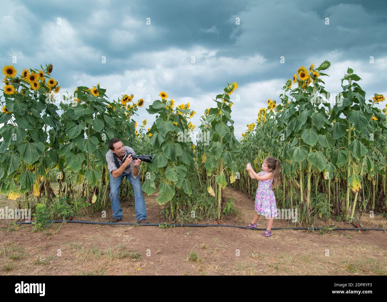 Ein Vater und eine Tochter haben viel Spaß beim Fotografieren von einander in einem Sonnenblumenfeld. Stockfoto