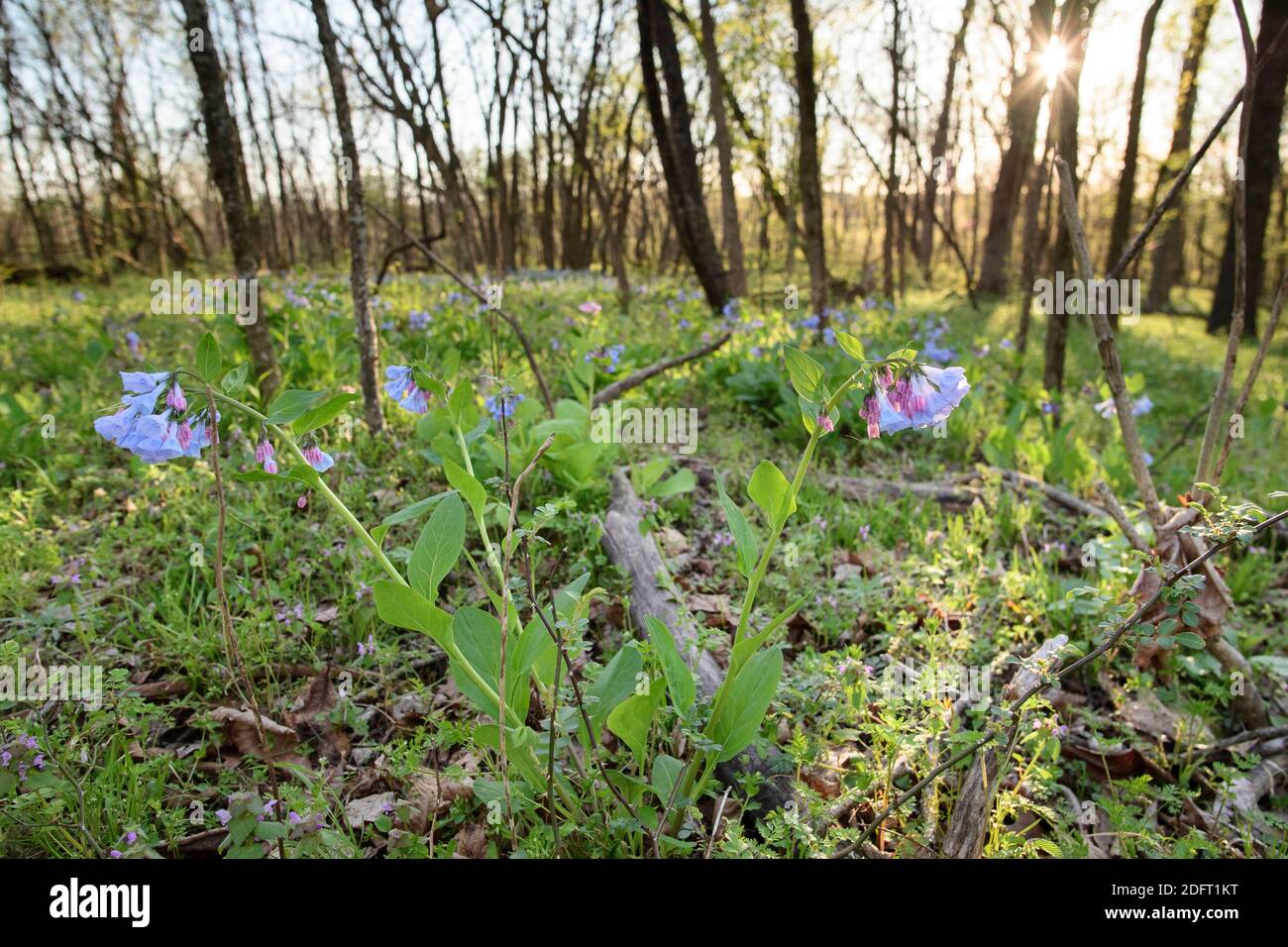 Virginia Bluebells blühen auf dem Waldboden des Banshee Reeks Nature Preserve. Stockfoto