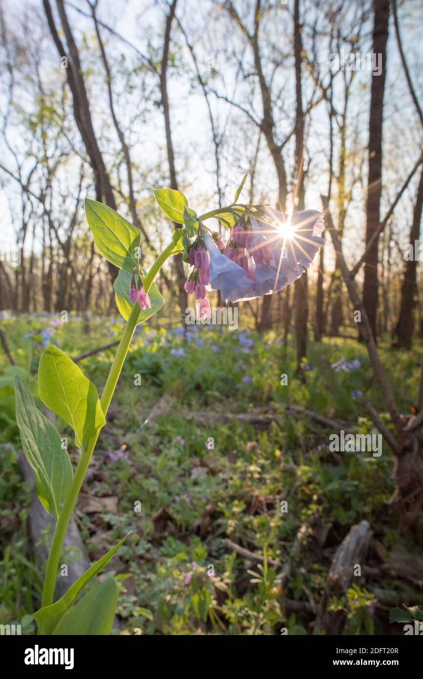 Virginia Bluebells blühen auf dem Waldboden des Banshee Reeks Nature Preserve. Stockfoto
