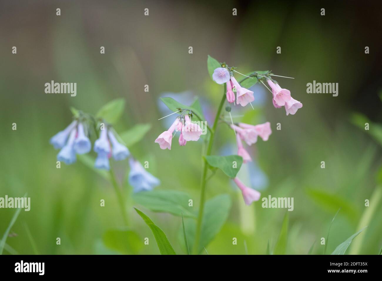 Virginia Bluebells oder Mertensia virginica blühen im Frühling auf dem Waldboden. Stockfoto