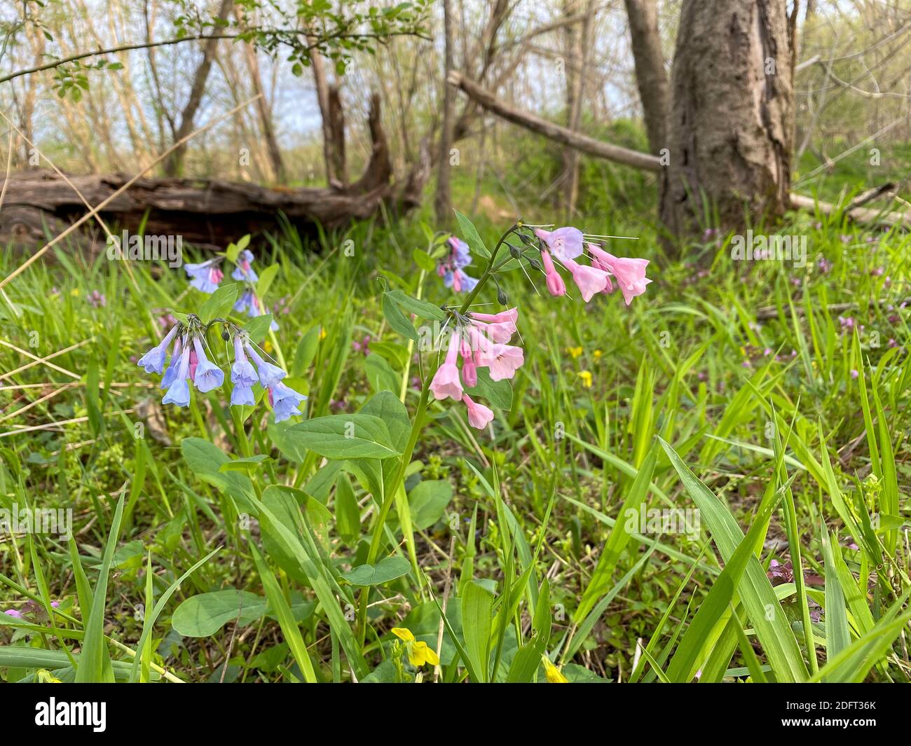 Virginia Bluebells oder Mertensia virginica blühen im Frühling auf dem Waldboden. Stockfoto