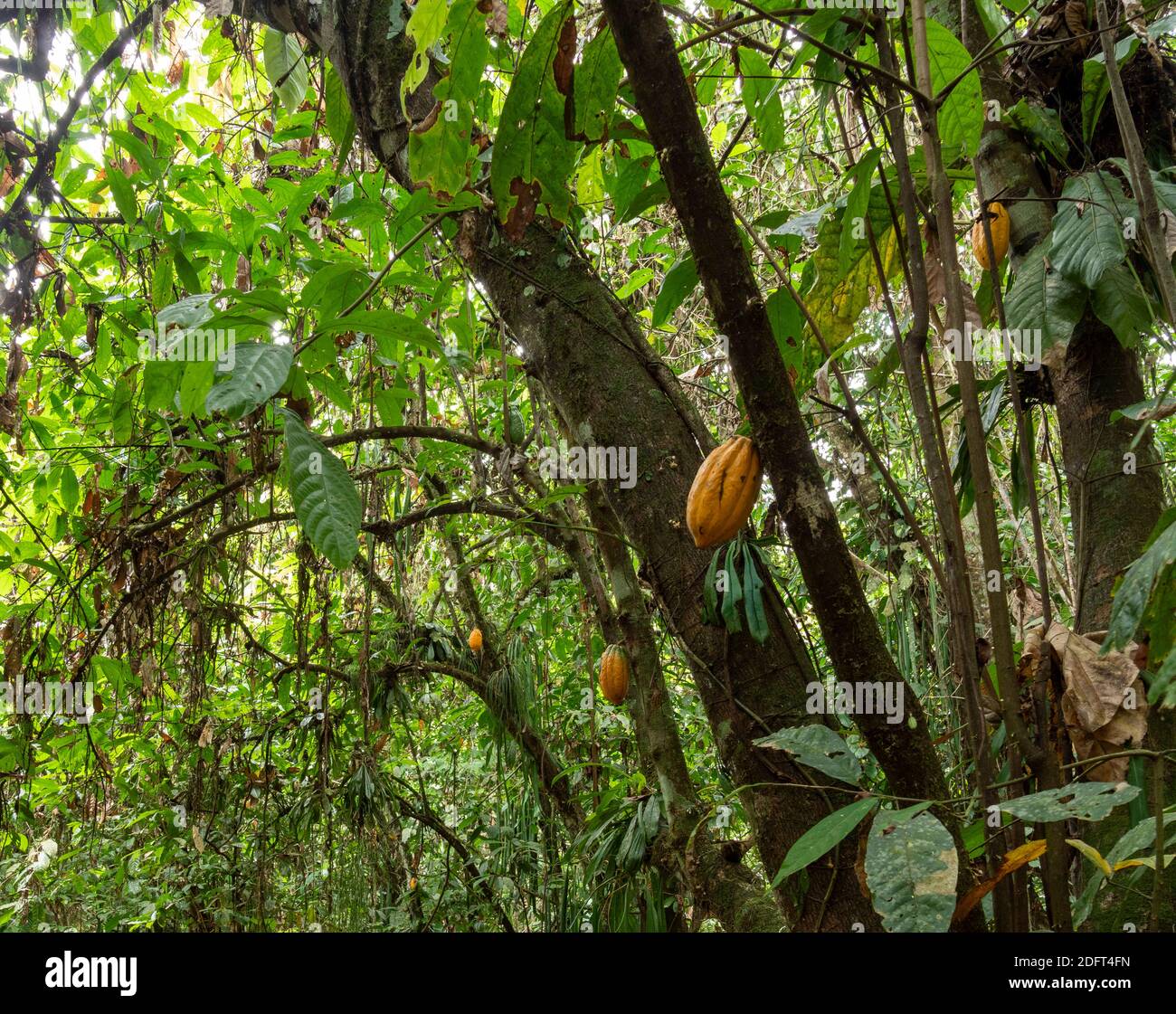 Kakaobaum (Theobroma cacao) mit reifen Hülsen. Dies ist Arriba Cacao oder White Cacao, die höchste Qualität Kakao in Ecuador. In der Nähe von Puerto Quito im westlichen E Stockfoto