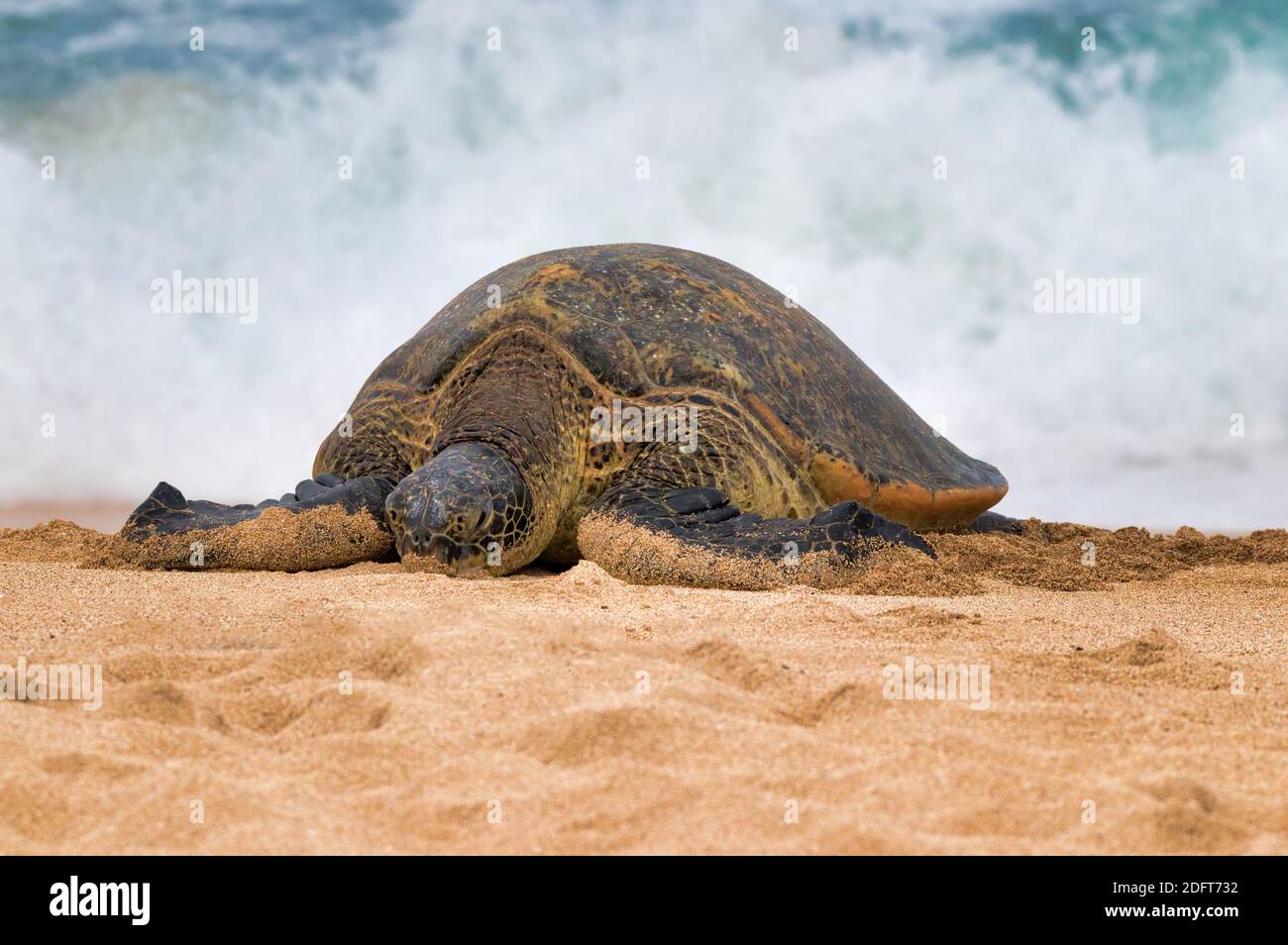 Riesige grüne Meeresschildkröte Sonnenbaden auf dem Sand am Nho'okipa Beach auf Maui. Stockfoto