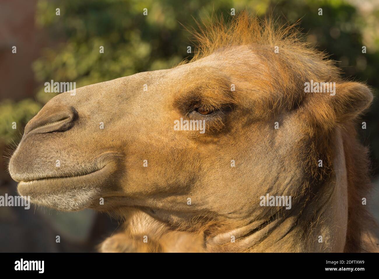 Nahaufnahme Profil Porträt von lustigen niedlichen Kamelkopf an einem sonnigen Tag im Zoo. Stockfoto