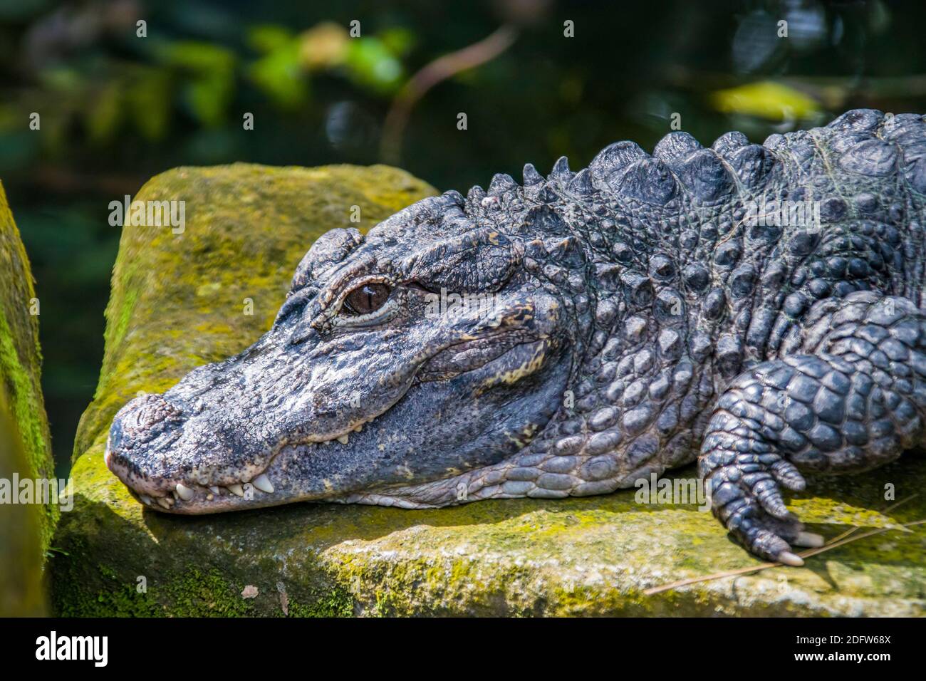 Nahaufnahme des chinesischen Alligators (Alligator sinensis). Ein in China endemisches, vom Aussterben bedrohte Krokodil. Stockfoto
