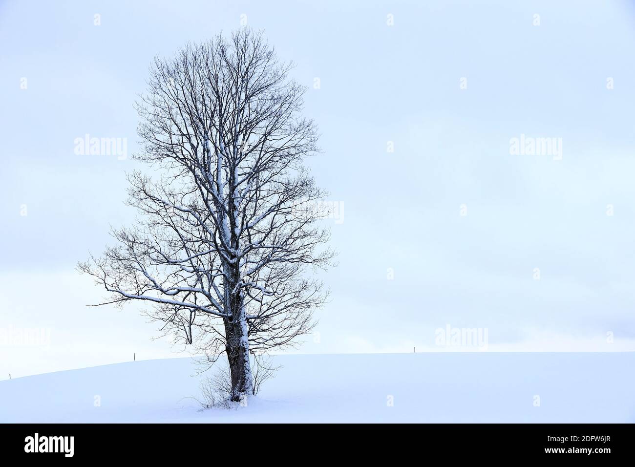Verschneite Landschaft mit einem Baum im Winter in Bayern Stockfoto