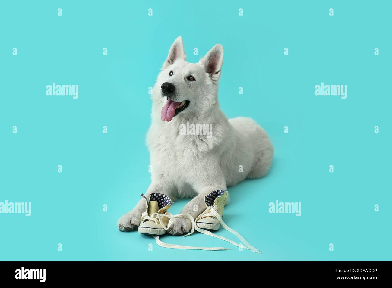 Lustige freche Hund mit Schuhen auf farbigem Hintergrund Stockfotografie -  Alamy