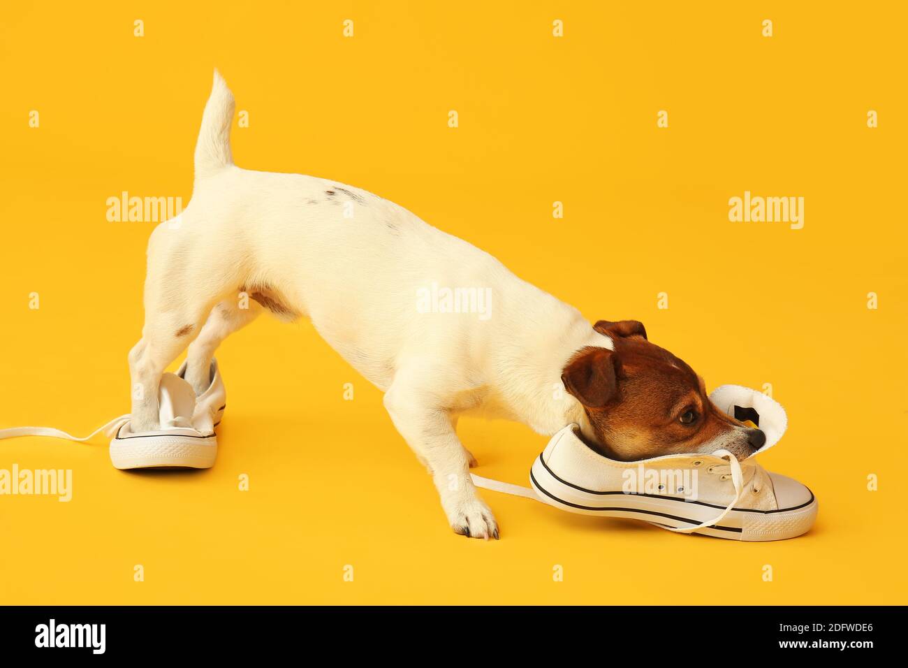 Lustige freche Hund spielt mit Schuhen auf Farbe Hintergrund  Stockfotografie - Alamy