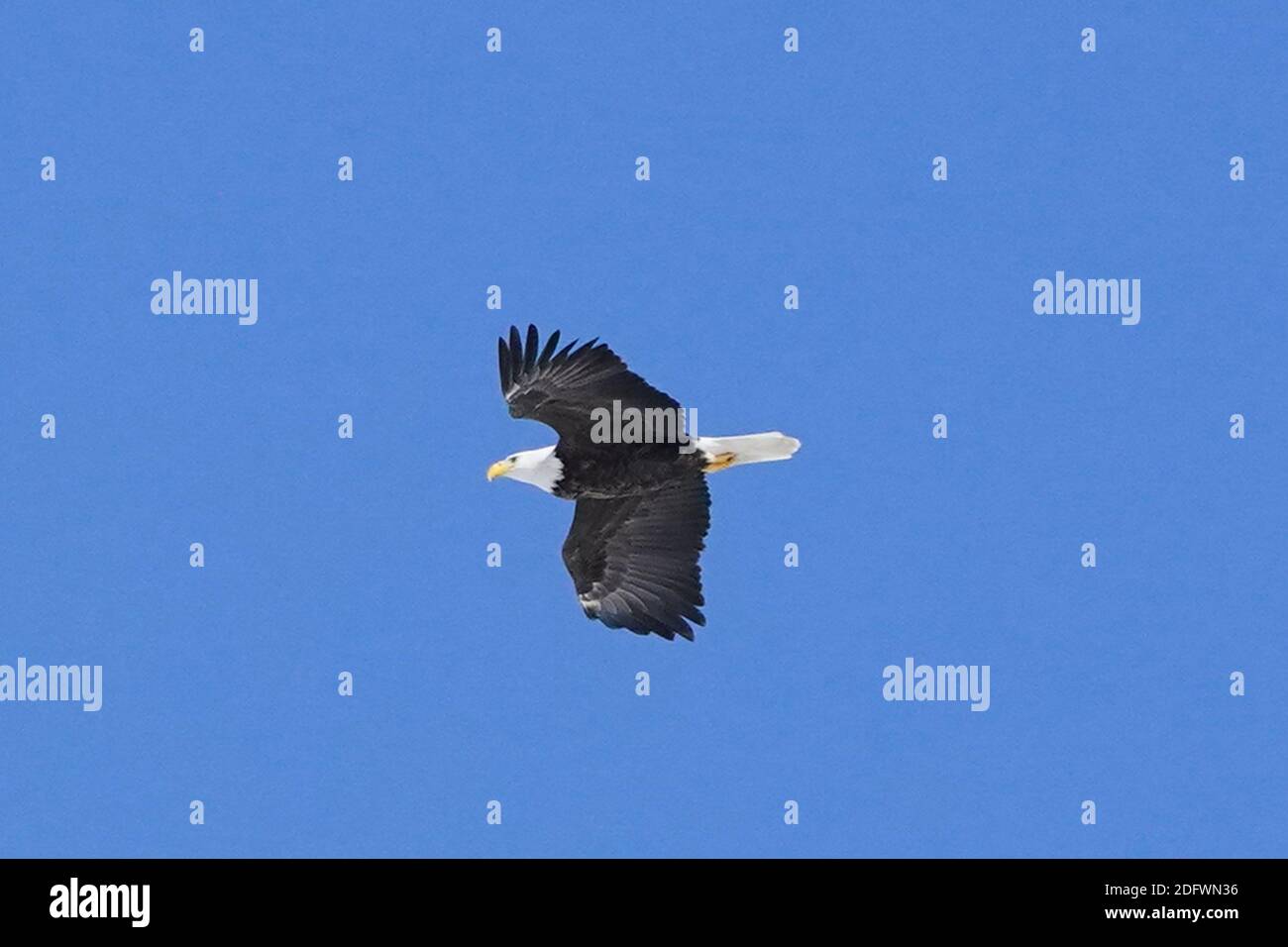 Wilder Weißkopfadler, der im Winterhimmel fliegt Stockfoto