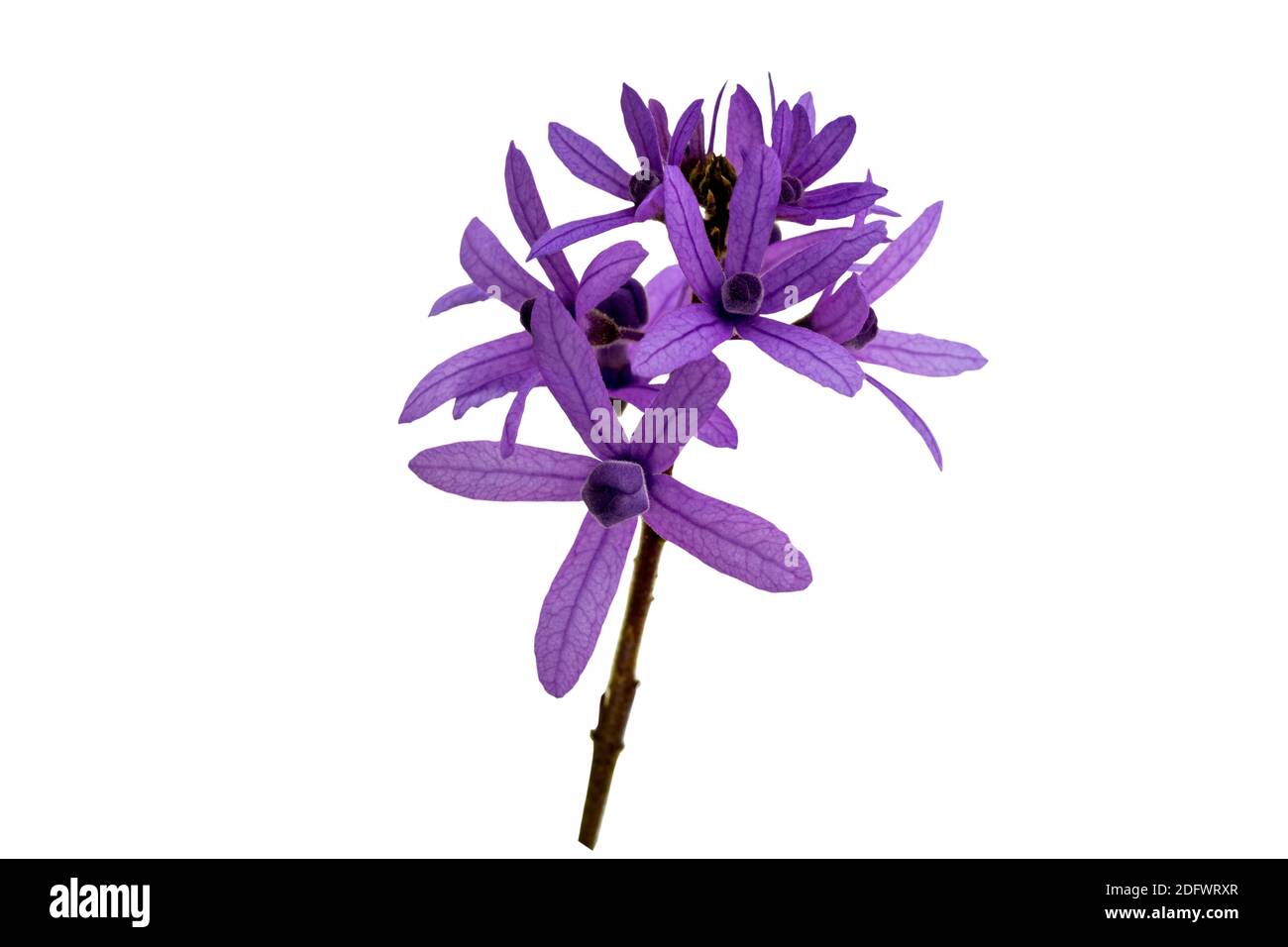 Sandpapier Rebe, Petrea volubilis, lila Blume isoliert auf weißem Hintergrund.gespeichert mit Clipping-Pfad. Stockfoto