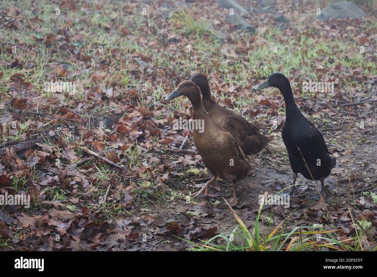 Drei Enten machen einen Spaziergang in Eugene, Oregon, USA. Stockfoto