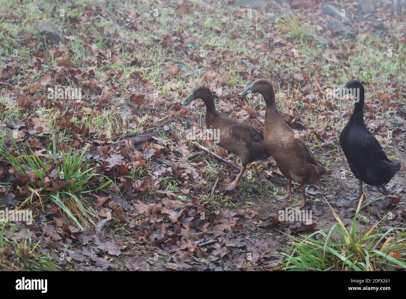 Drei Enten machen einen Spaziergang in Eugene, Oregon, USA. Stockfoto
