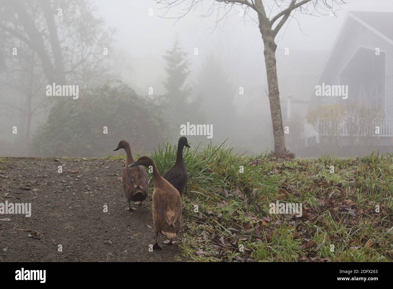 Drei Enten machen einen Spaziergang in Eugene, Oregon, USA. Stockfoto