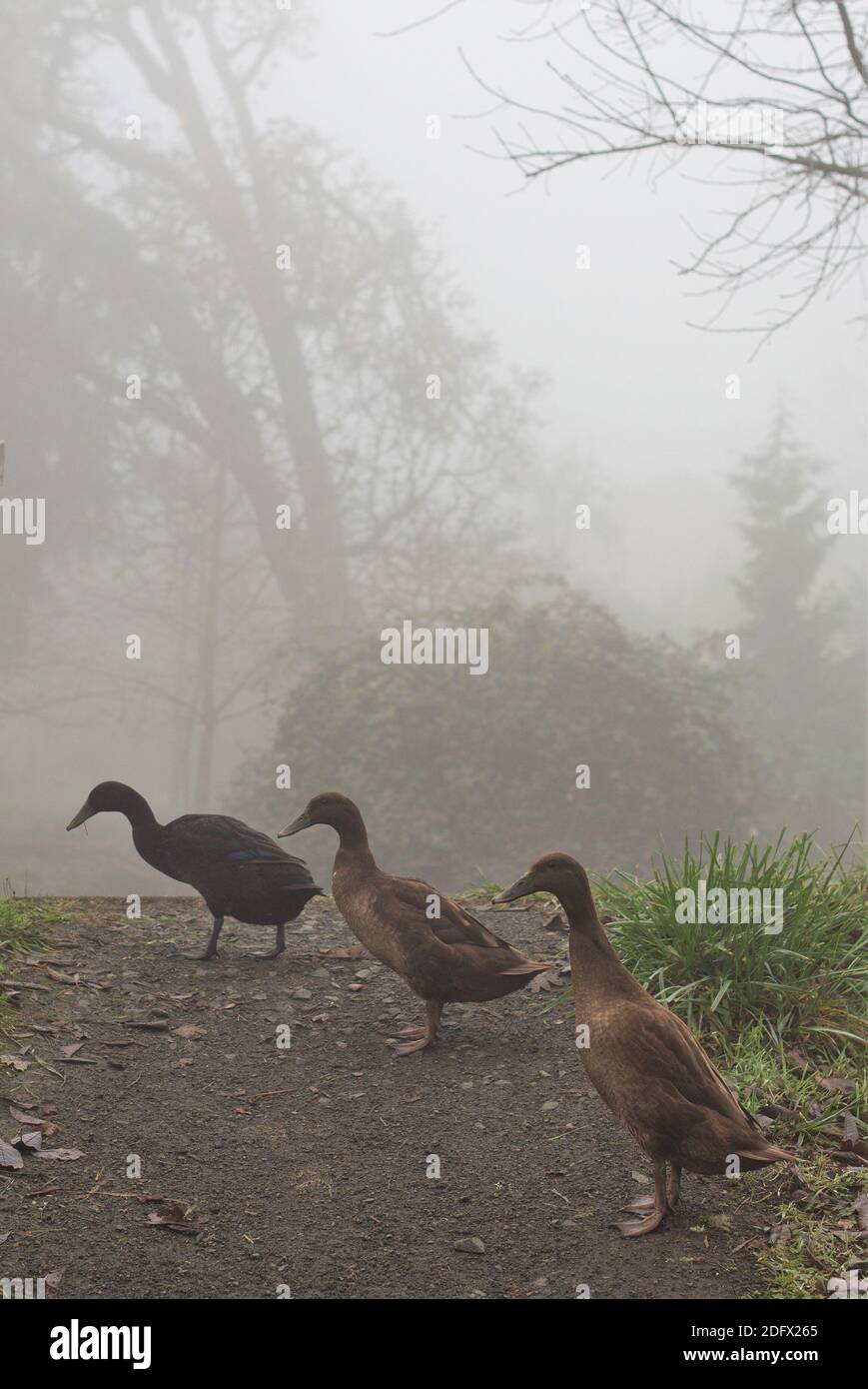 Drei Enten machen einen Spaziergang in Eugene, Oregon, USA. Stockfoto