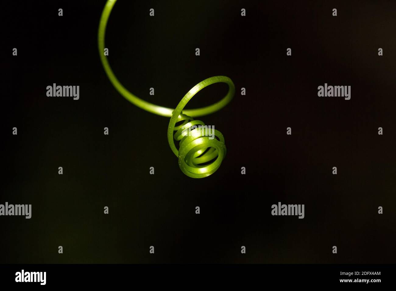 Nahaufnahme Spiralkurve von Efeu-Kürbis (Gemüse) isolieren auf Schwarzer Hintergrund Stockfoto