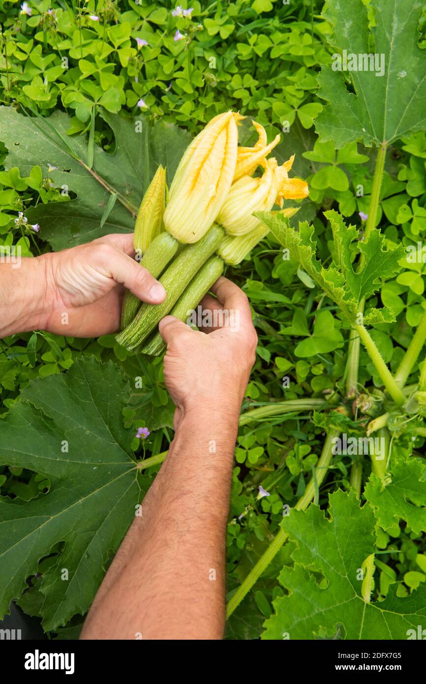 Bio-Bauer hält in den Händen Zucchini Blumen Stockfoto