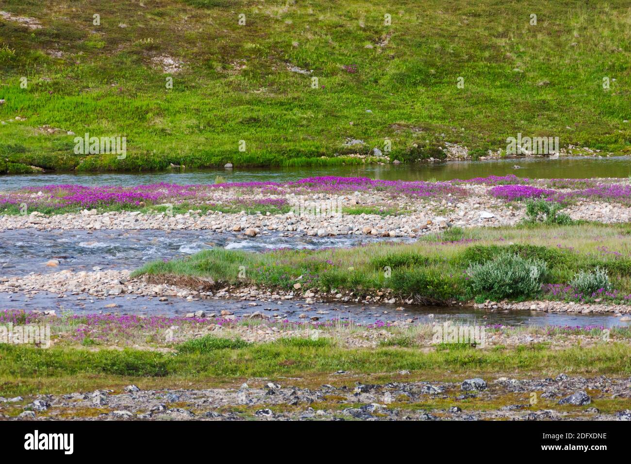 Wilde Blumen und heißer Frühling auf der Tundra, Tschuktschen Halbinsel, Russland Fernost Stockfoto