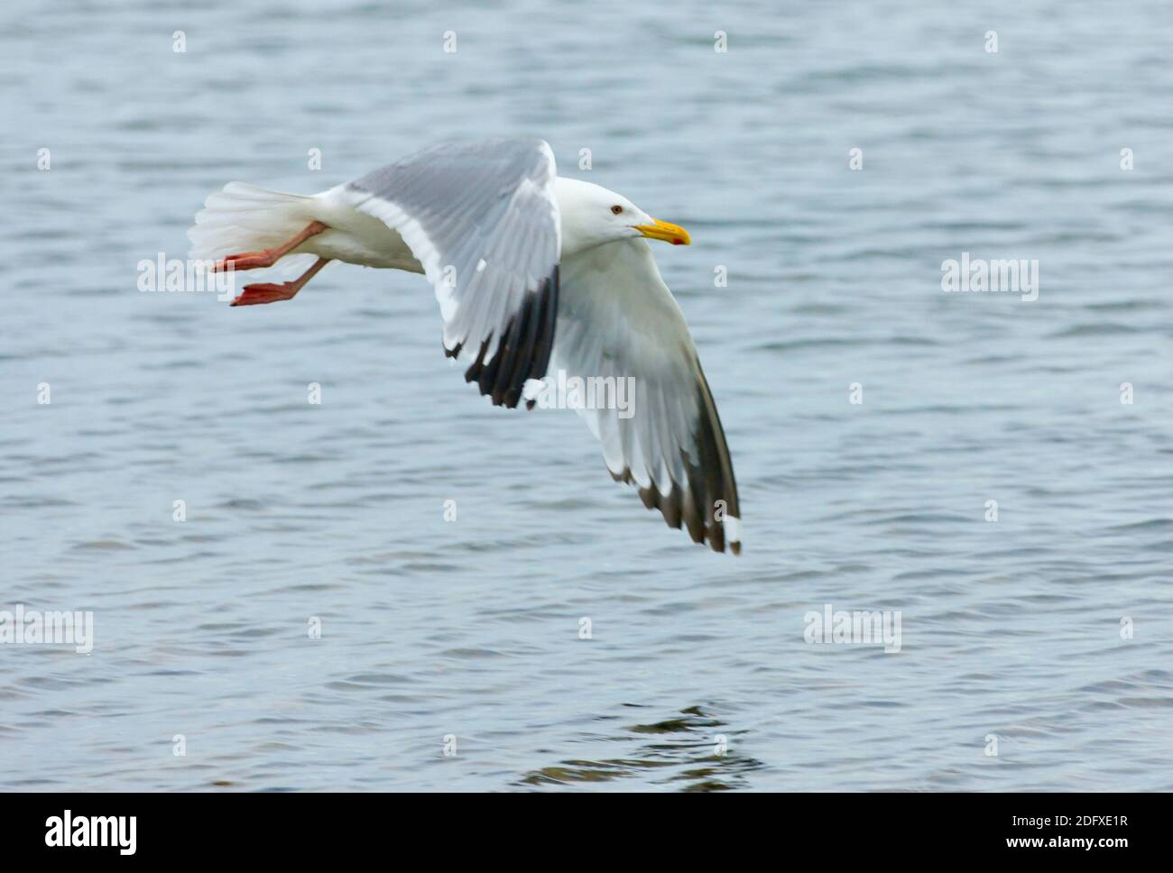 Möwe auf dem Ozean, Halbinsel Tschuktschi, russischer Ferner Osten Stockfoto