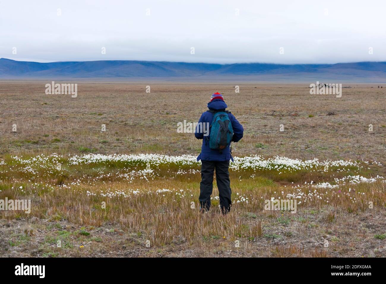 Touristen, die gerade Arktis Wollgras (Wollgras Scheuchzeri), Wrangel Island, Tschuktschensee, russischen Fernen Osten Stockfoto