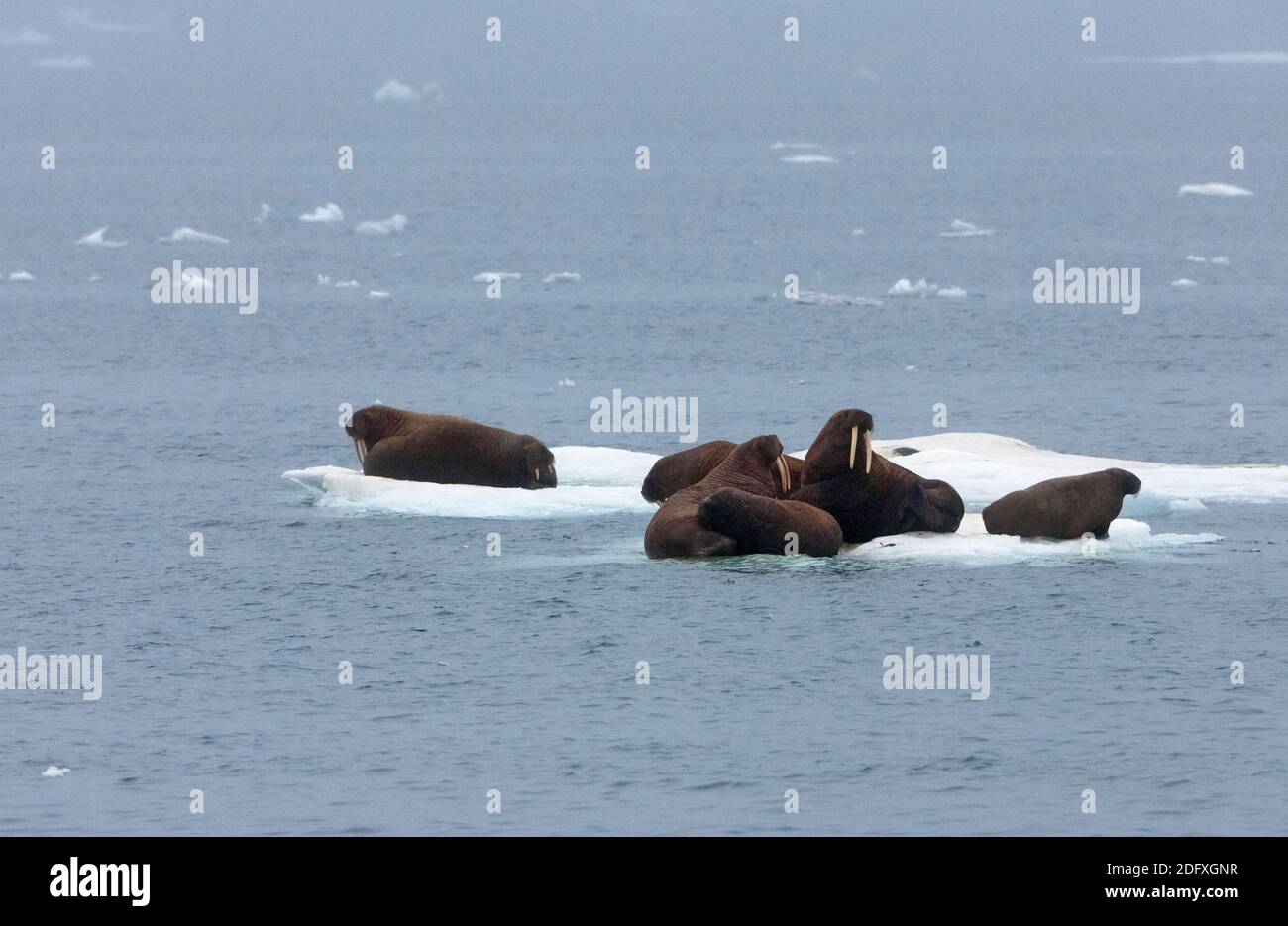 Walrosse auf Treibeis, Tschuktschensee, Russlands Fernen Osten Stockfoto