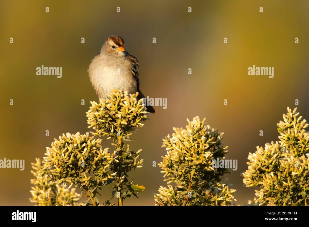 Chipping Sparrow (Spizella passerina), Merced National Wildlife Refuge, Kalifornien Stockfoto