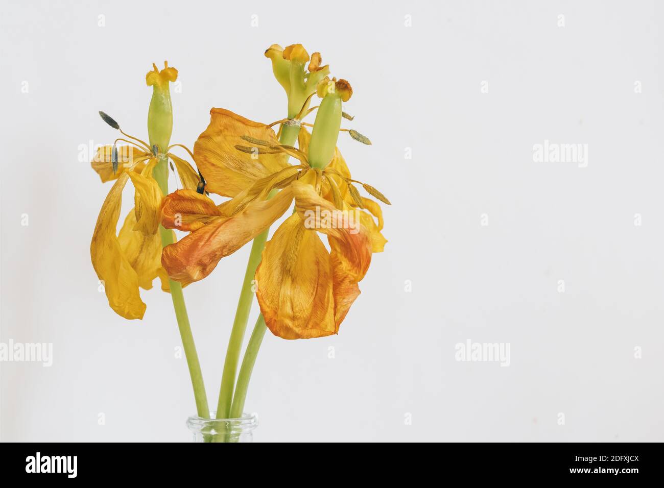 Getrocknete gelbe Tulpenblüten aus nächster Nähe Stockfoto