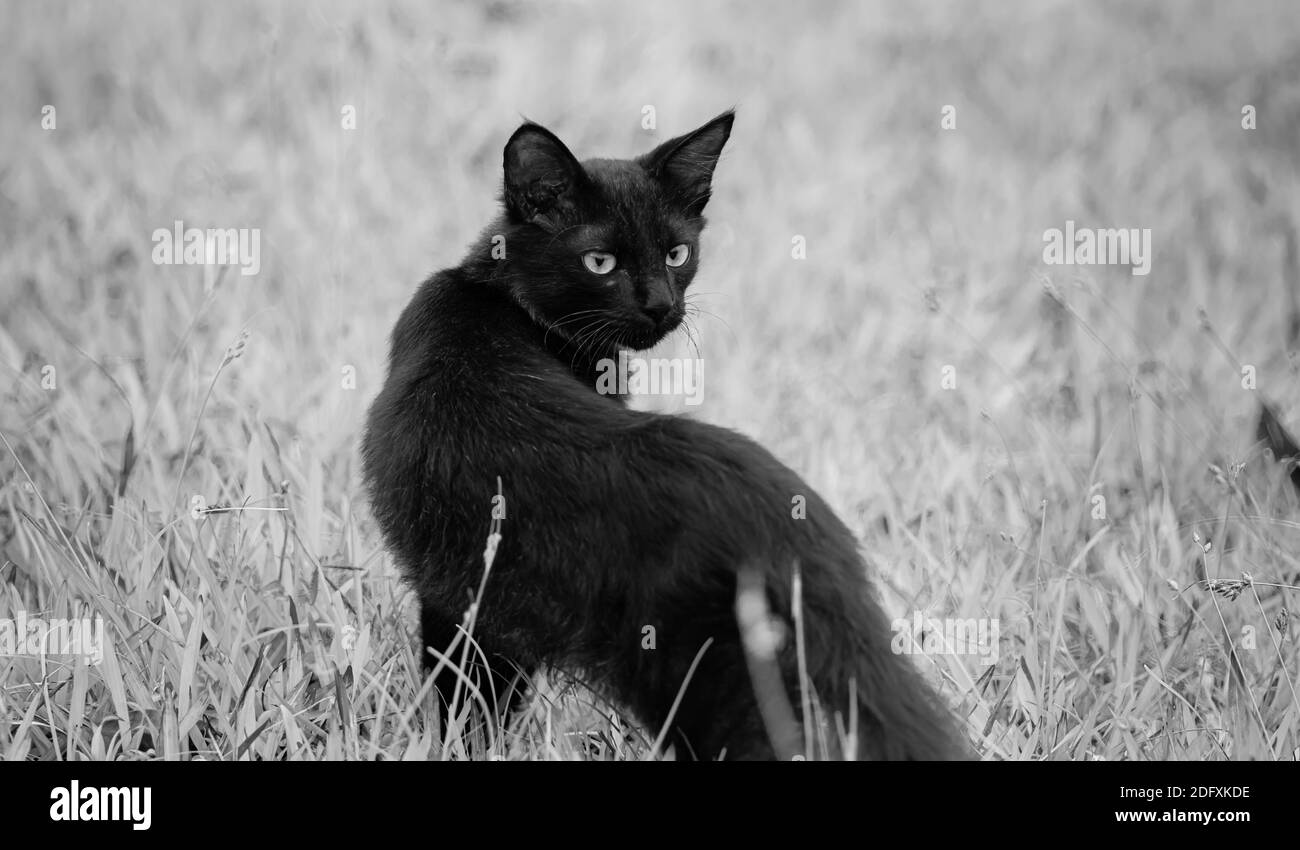 Mit einem Blick nach hinten, Augen gesperrt scharfen Fokus, wütend und mit ernsten Gesicht, dunkel böse Bestie wie, Jagd und Pirsch Beute, majestätische Katze Pos Stockfoto