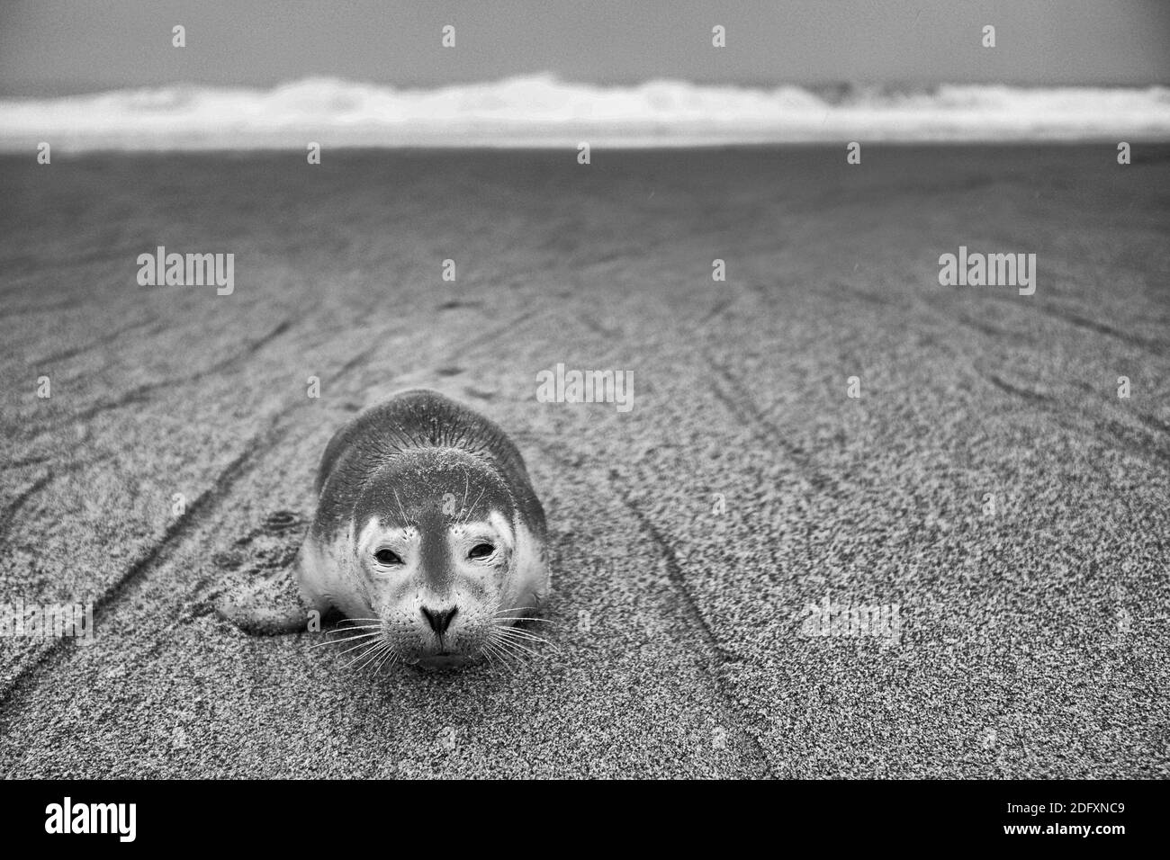 Hafen Seal Pup (Phoca vitulina) auf dem Strand Sand Stockfoto