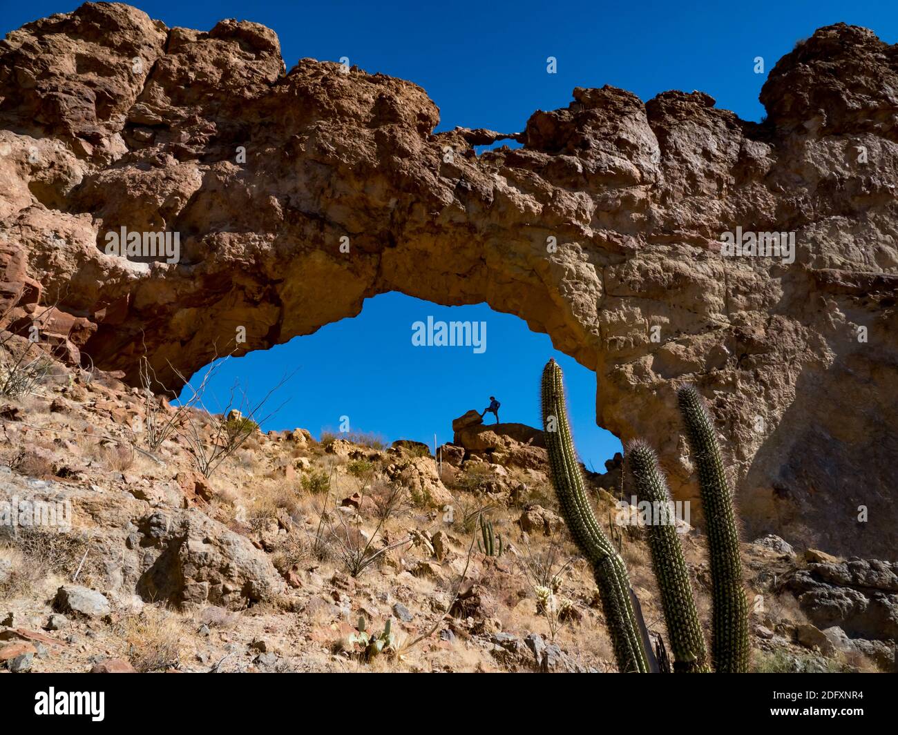 Ein Wanderer genießt den natürlichen Bogen in Arch Canyon, Organ Pipe Cactus National Monument, Arizona, USA Stockfoto