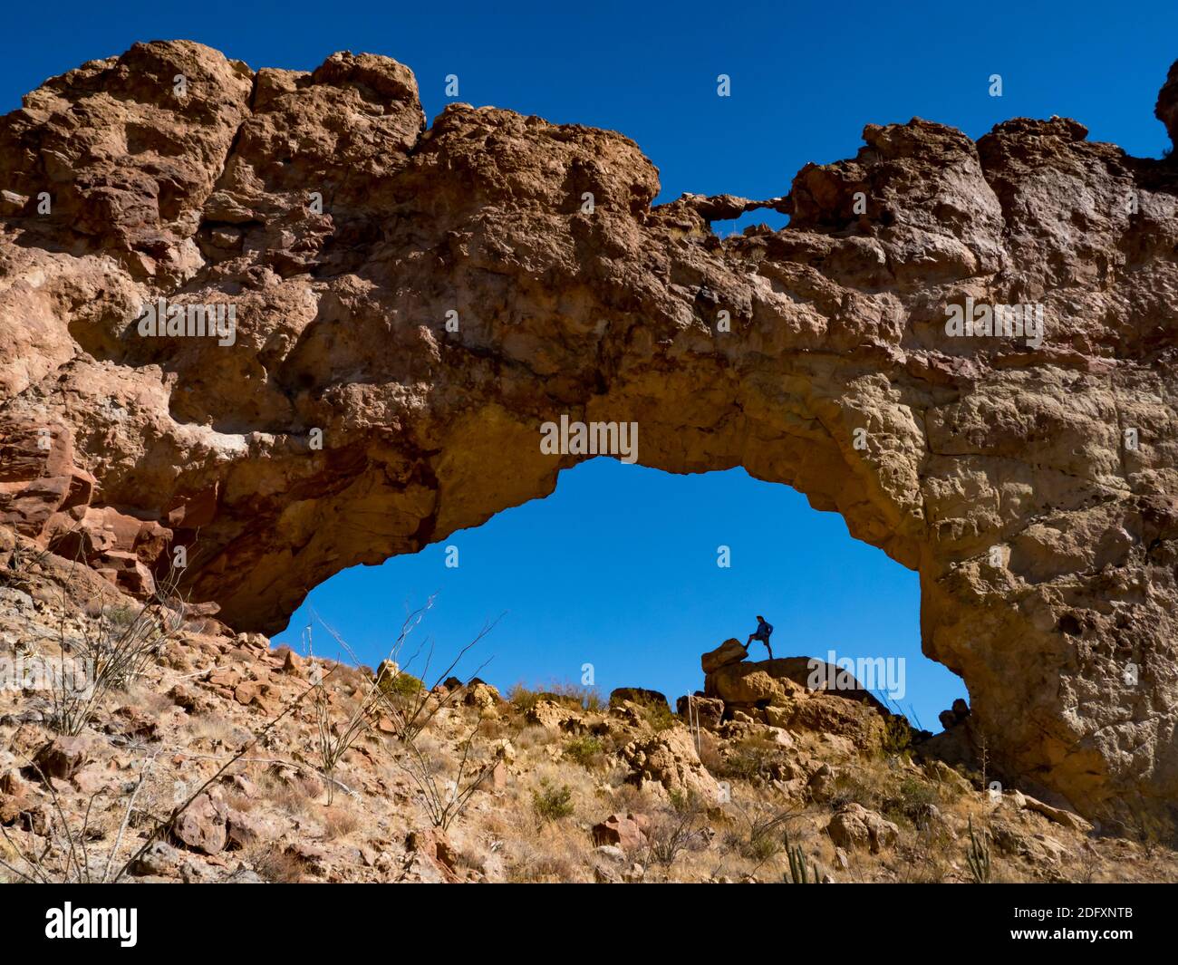Ein Wanderer genießt den natürlichen Bogen in Arch Canyon, Organ Pipe Cactus National Monument, Arizona, USA Stockfoto