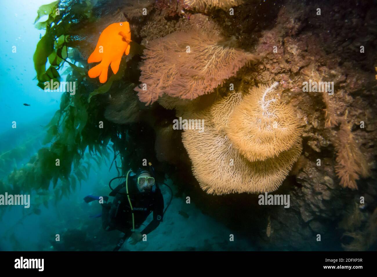 Gorgonia Sea Fans beim TAUCHEN auf Catalina Island, Kalifornien Stockfoto