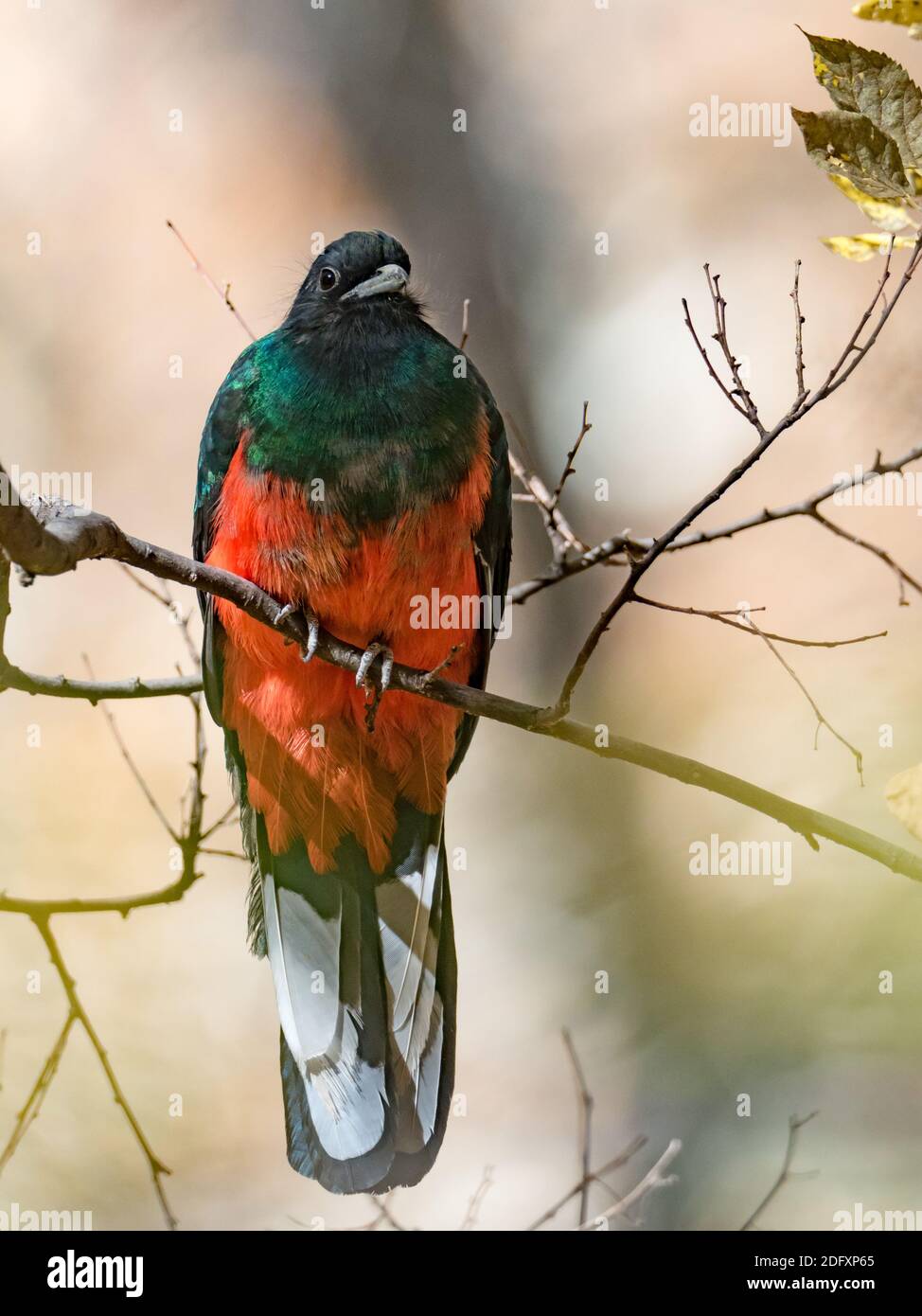 Eared Quetzal, Euptilotis neoxenus, ein schöner Trogonvogel, der in den USA selten ist und eine Mega-Rarität für Vogelbeobachter ist Stockfoto