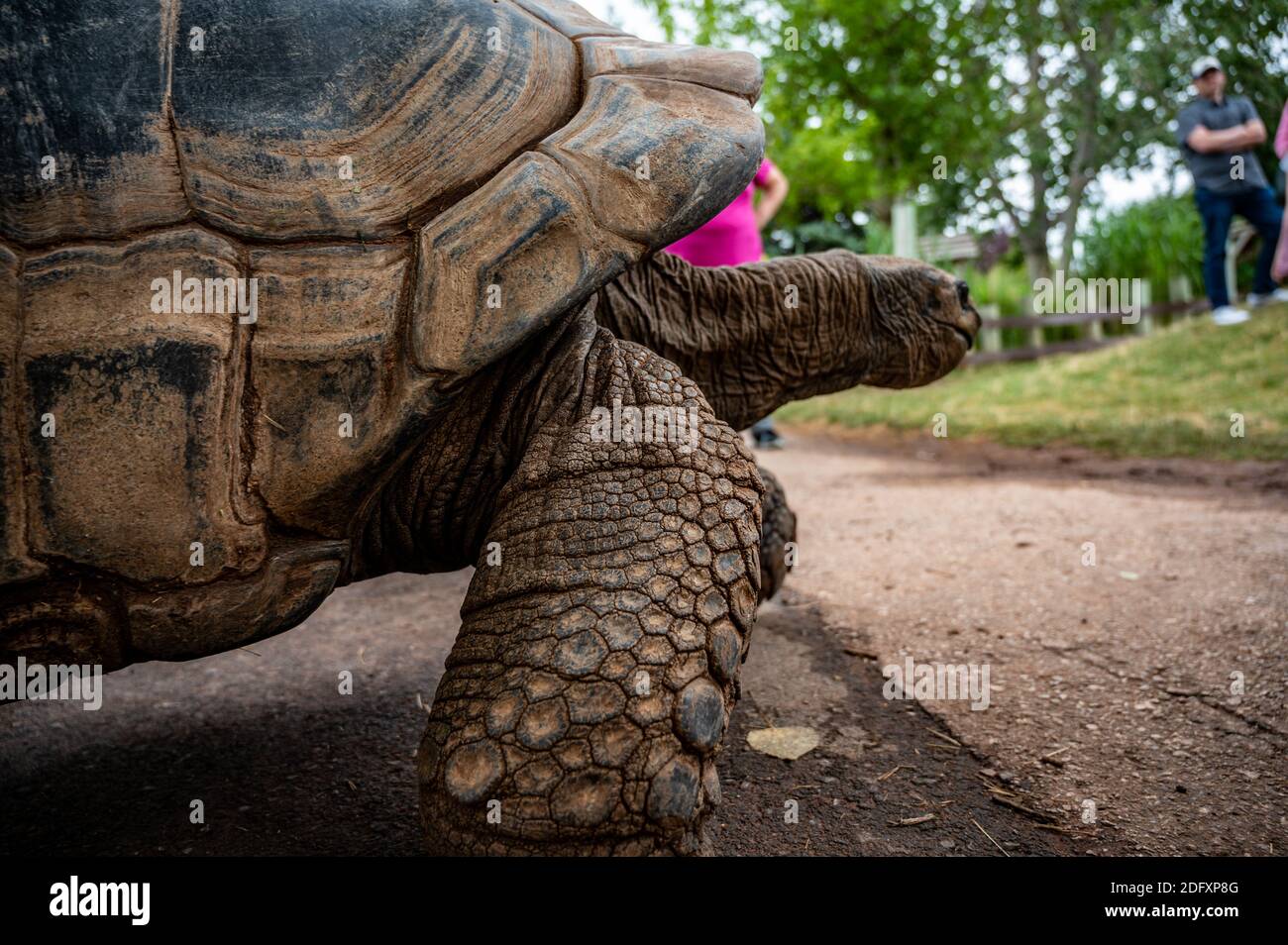 Zoo Schildkröte in einem niedrigen Winkel mit Beinen fotografiert Besucher Stockfoto