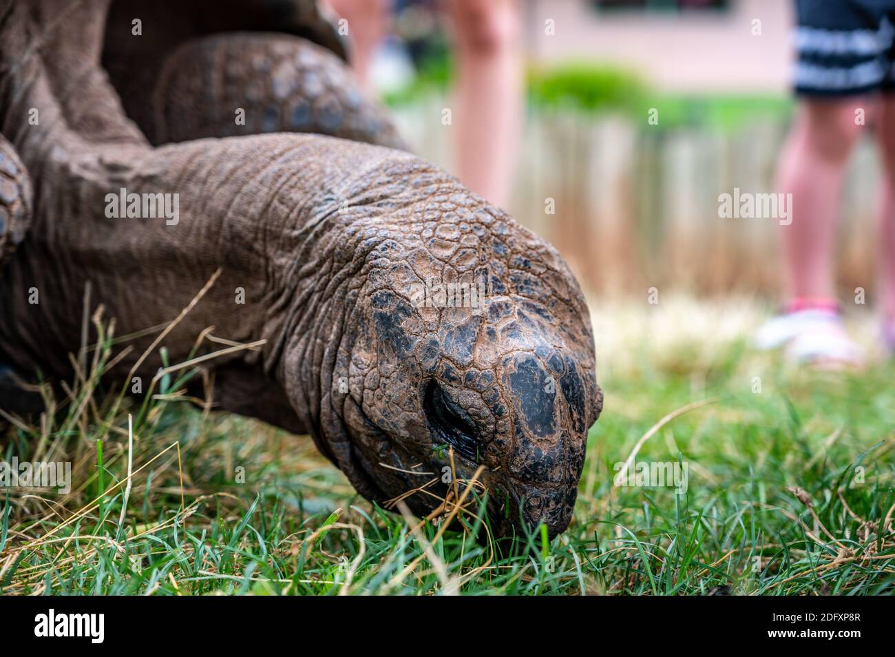 Zoo Schildkröte in einem niedrigen Winkel mit Beinen fotografiert Besucher Stockfoto
