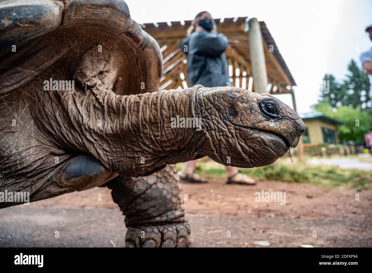 Zoo Schildkröte in einem niedrigen Winkel mit Beinen fotografiert Besucher Stockfoto