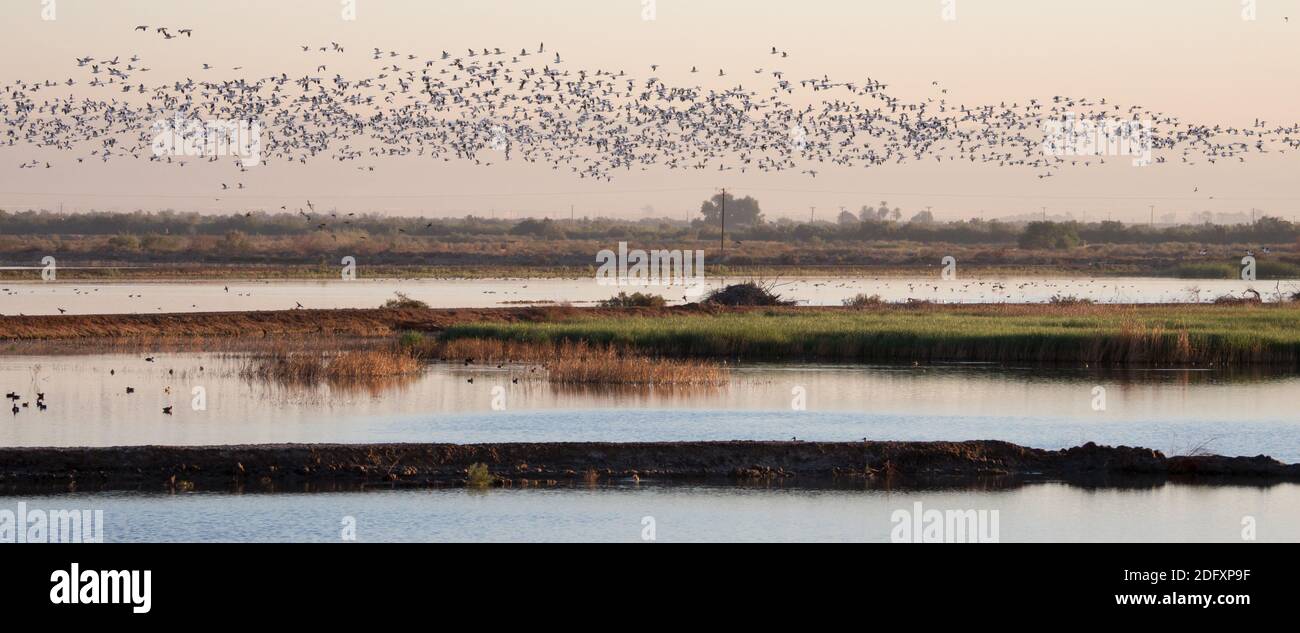 Schwärme von Schneegänsen, Anser caerulescens, im Sonny Bono Salton Sea National Wildlife Refuge, Kalifornien, USA Stockfoto