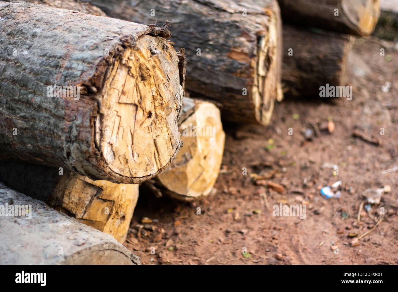 Stapel von großen in Scheiben geschnittenen Baum oder Baum auf dem geschnitten Masse Stockfoto