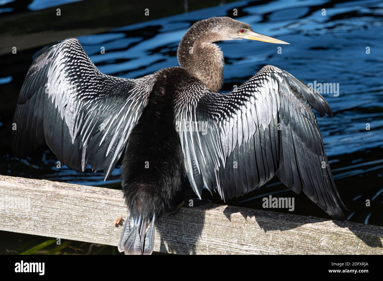 Sonnenanhinga (Anhinga anhinga) am Lake Apopka im Winter Garden, Florida. (USA) Stockfoto