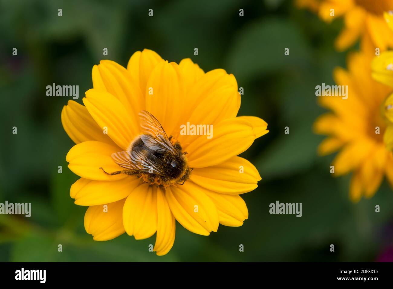 Hummel sammelt Nektar aus einer Blume an einem Sommertag Stockfoto
