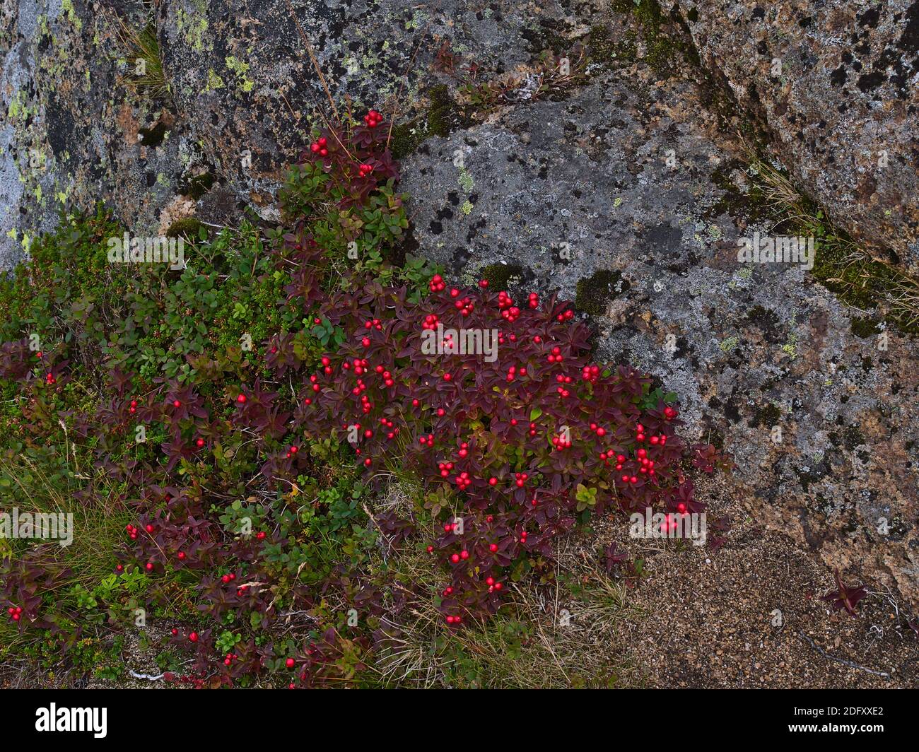 Blick auf Cornus suecica (Zwergkornell, Bunchbeere) Busch mit reifen roten Beeren und lila verfärbten Blättern auf Felsen im Spätsommer. Stockfoto