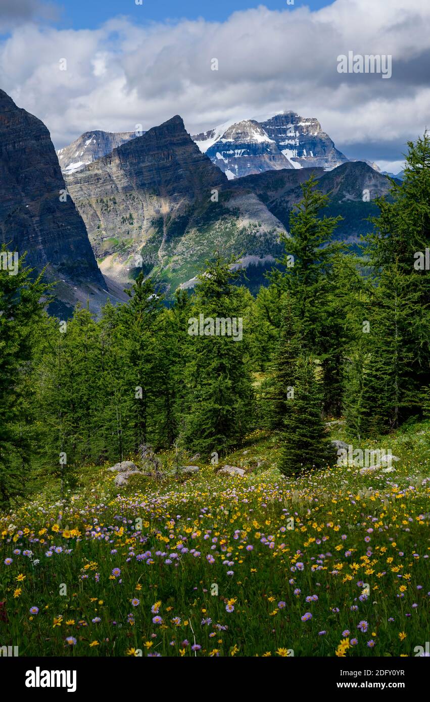 Wildblumen blühen am Healy Pass Trail im Sommer Stockfoto