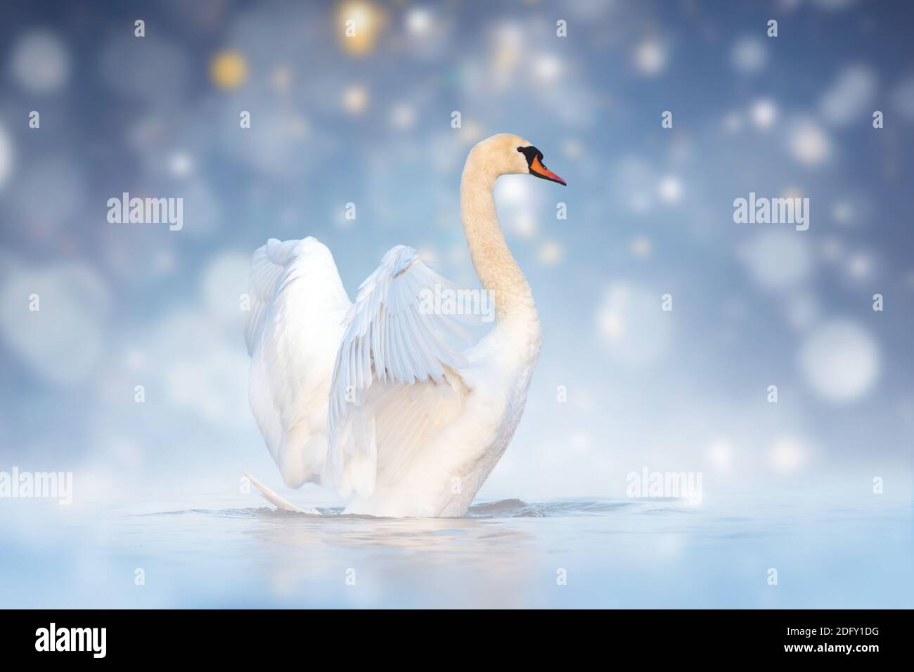 Eleganz weißer Schwan spritzt im Fluss auf Nebelgrund Stockfoto