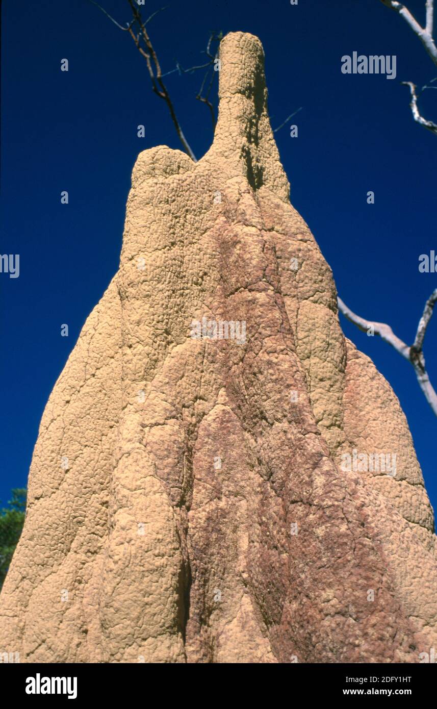 Termitenhügel im 'Top End', Northern Territory, Australien Stockfoto
