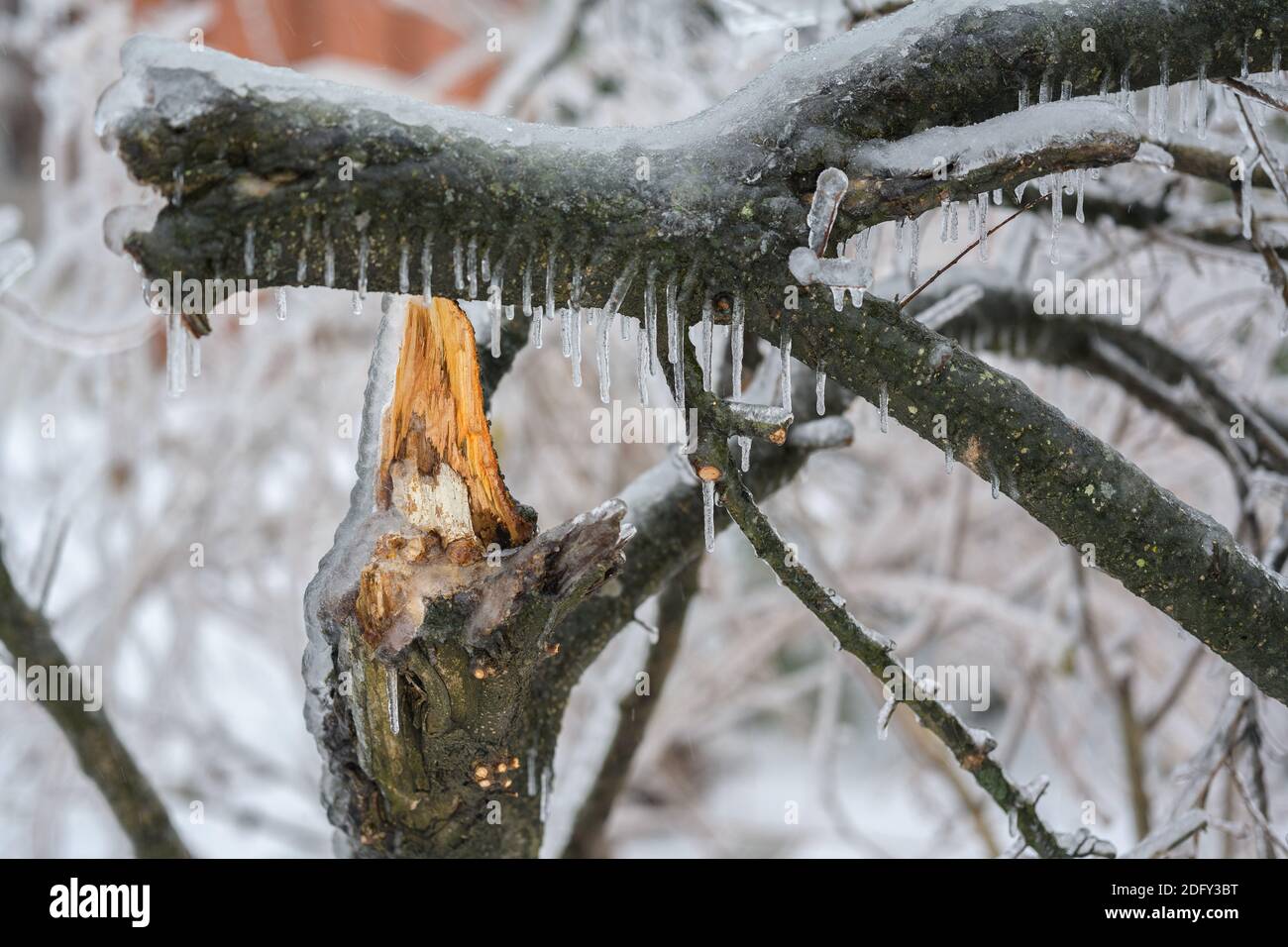 Zerbrochener Baumstamm und Äste nach einem eisigen Regen. Stockfoto