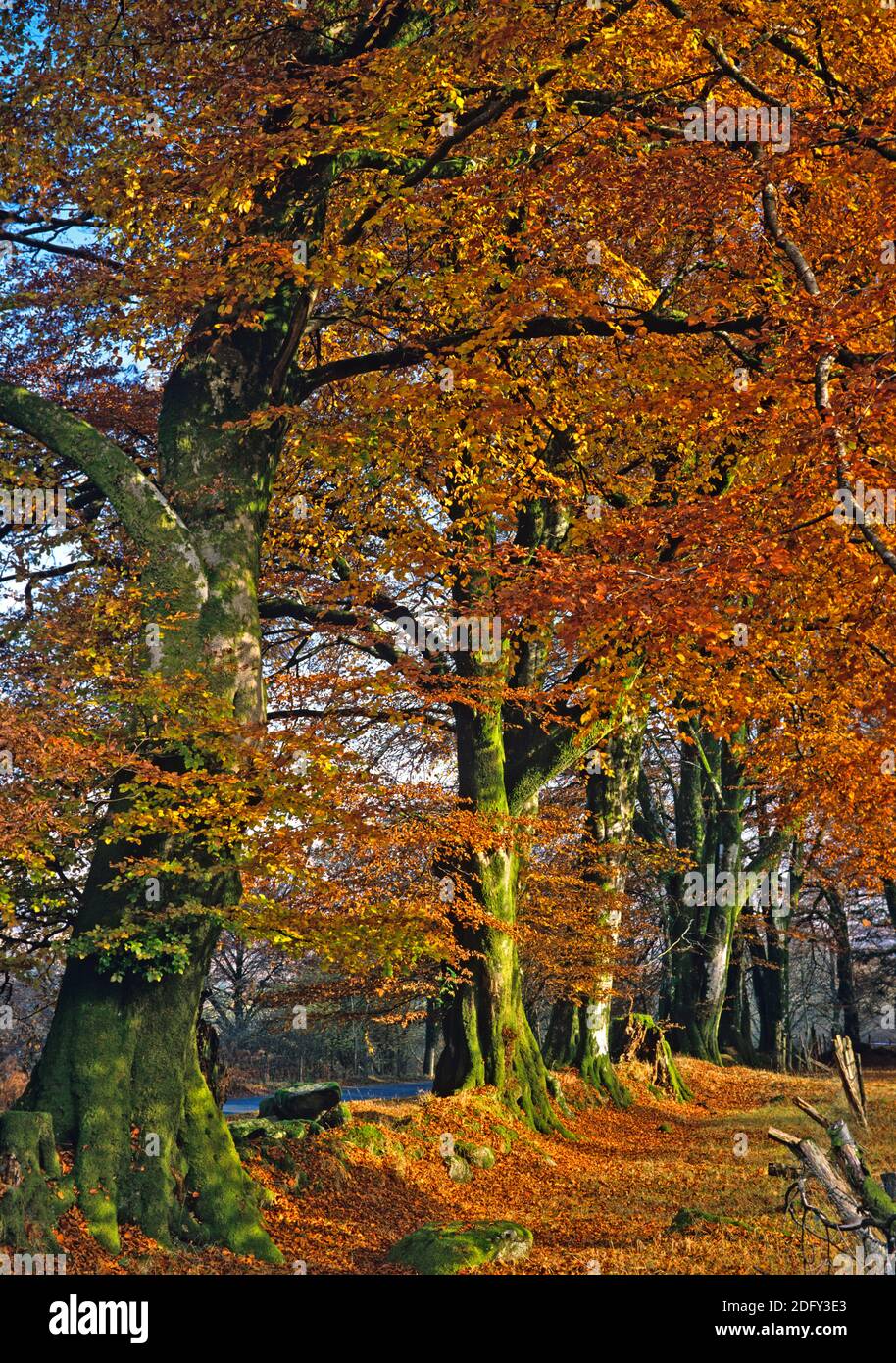 Allee von Bäumen in Herbstfarben in einem englischen Wald Stockfoto