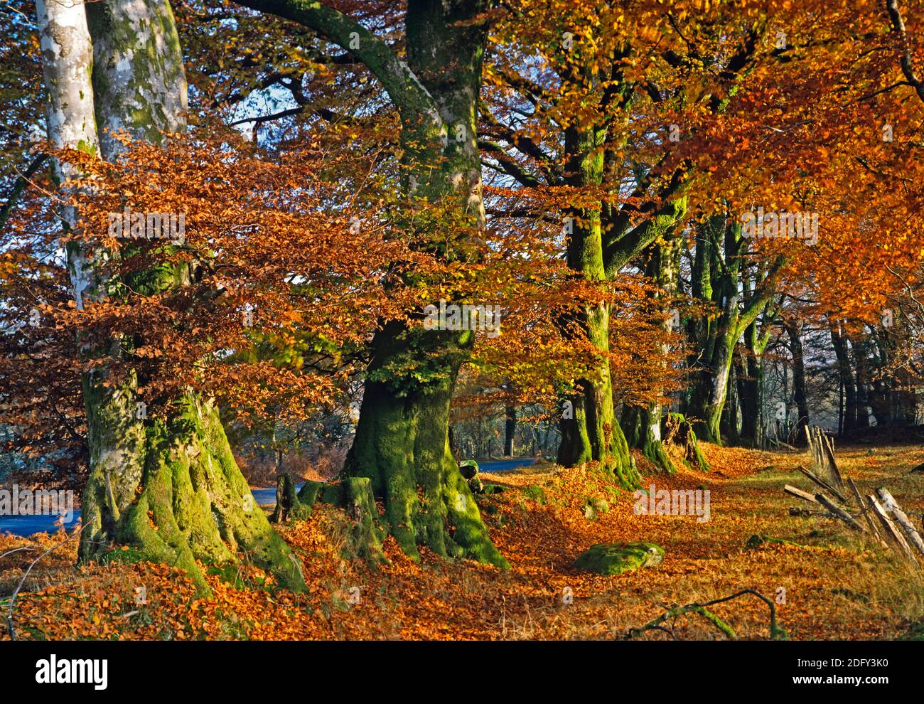 Allee von Bäumen in Herbstfarben in einem englischen Wald Stockfoto