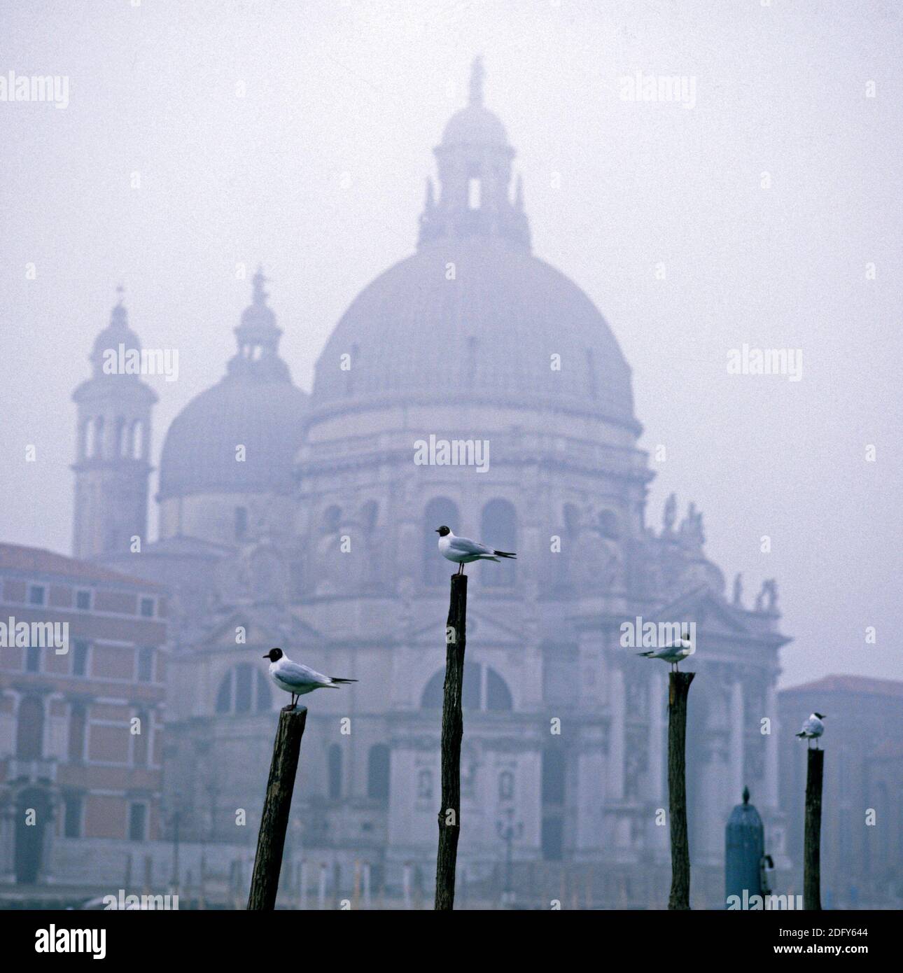 Venedig ein Blick über die Lagune zur Kirche von Santa Maria della Saute im Morgennebel mit vier Möwen auf Anlegepfosten mit Foregrou thront Stockfoto