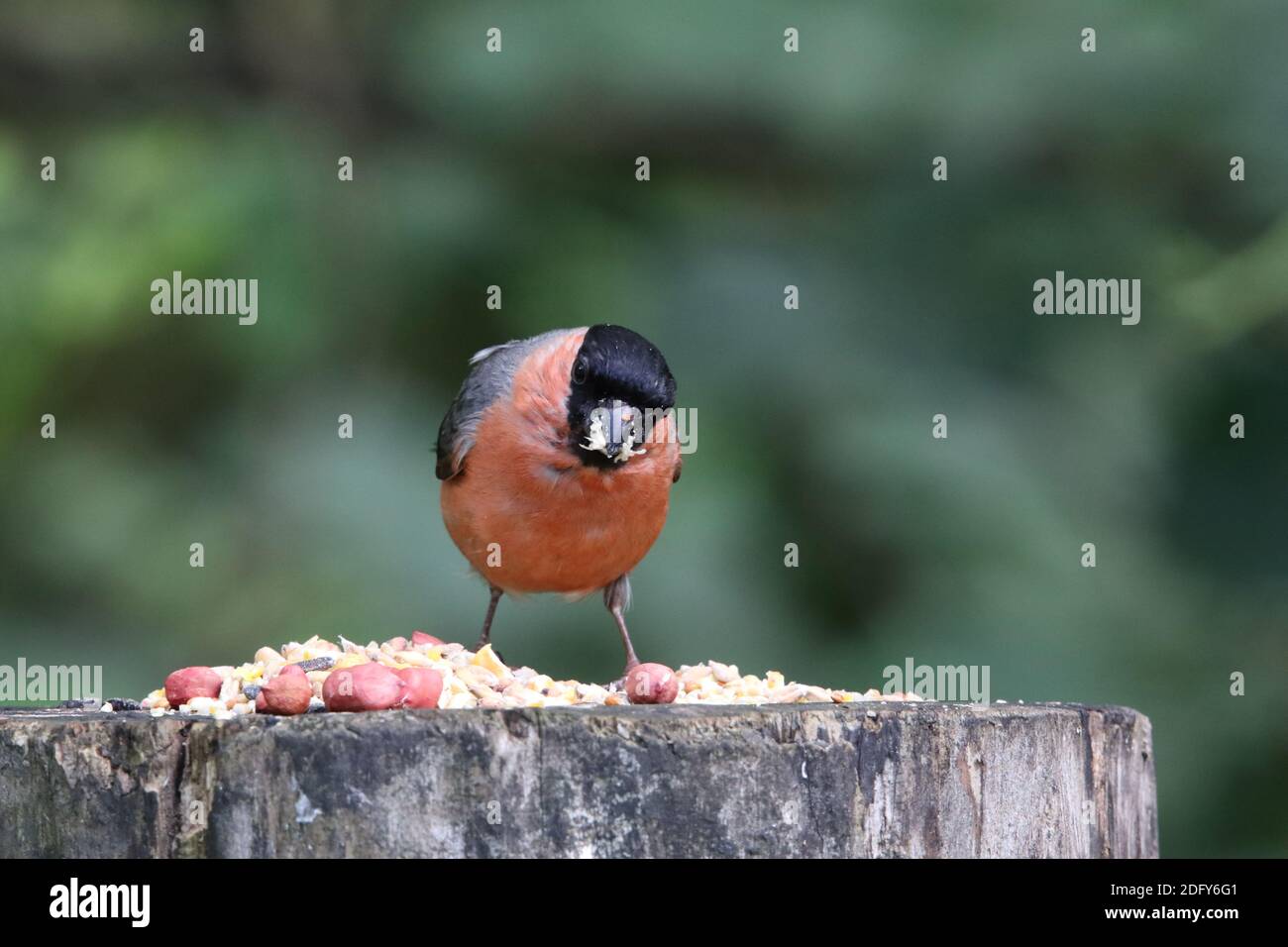 Männliche Gimpel auf einem Fütterungsstamm in einem Waldgebiet Stockfoto